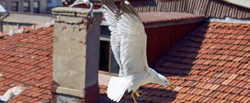 Residential Chimney Animal Removal Solution in Bethel Park, PA